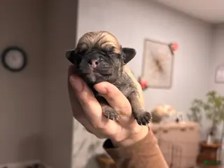 Mixed Breed dogs Mixed Breed Puppy 7 - Ad 12