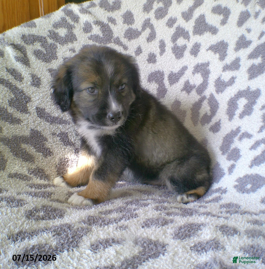 Miniature Australian Shepherd dogs Lilac - Ad 1