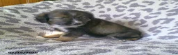 Miniature Australian Shepherd dogs for sale: Lilac - Ad 1