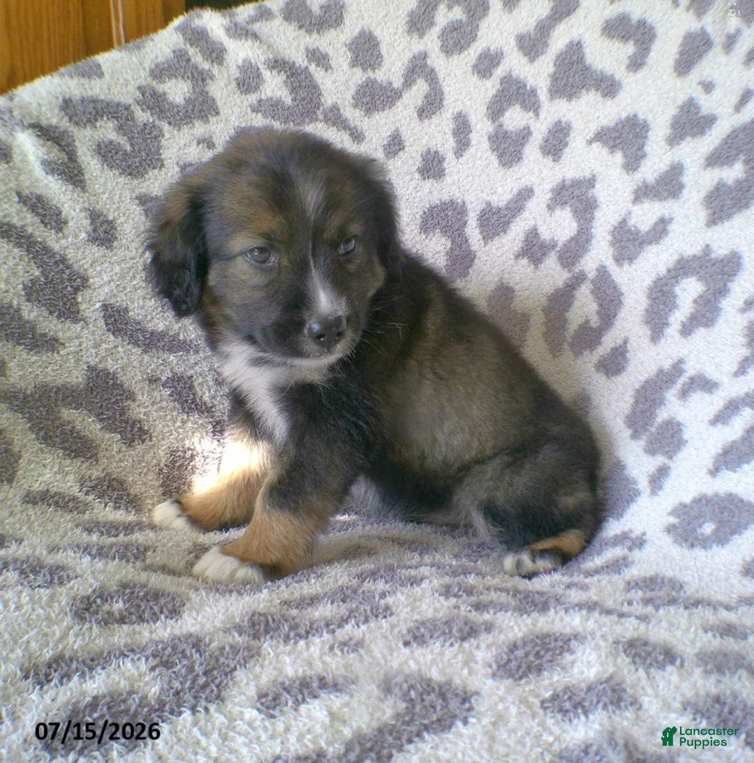 Miniature Australian Shepherd dogs for sale: Lilac - Ad 1