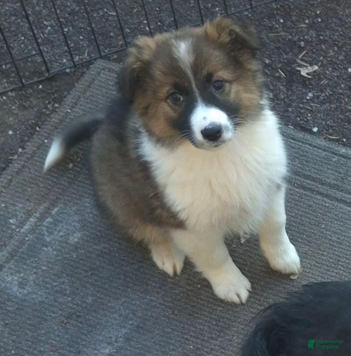 Mixed Breed dogs Buttons  - Ad 34