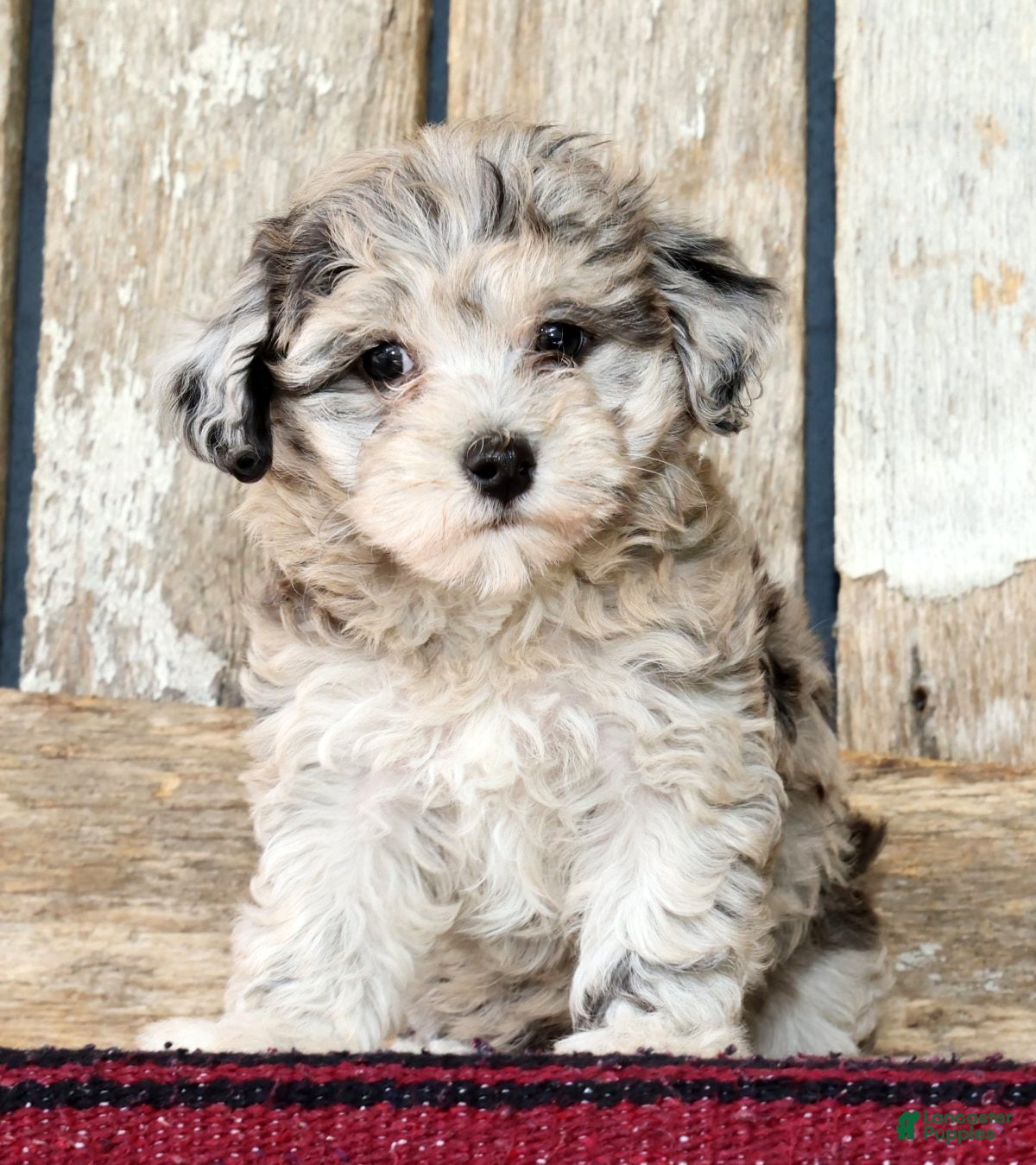 Havapoo dogs Macy - Ad 1