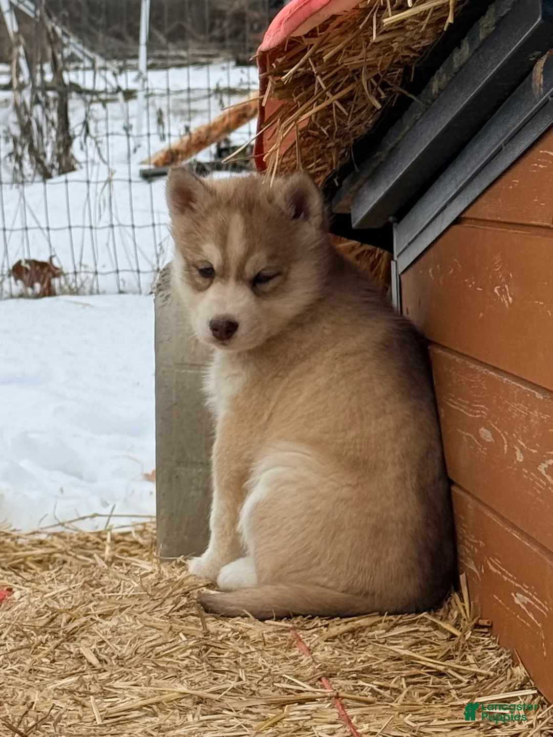 Siberian Husky dogs for sale: Zoe - Ad 1