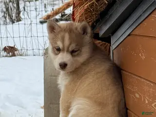 Siberian Husky dogs for sale: Zoe - Ad 1