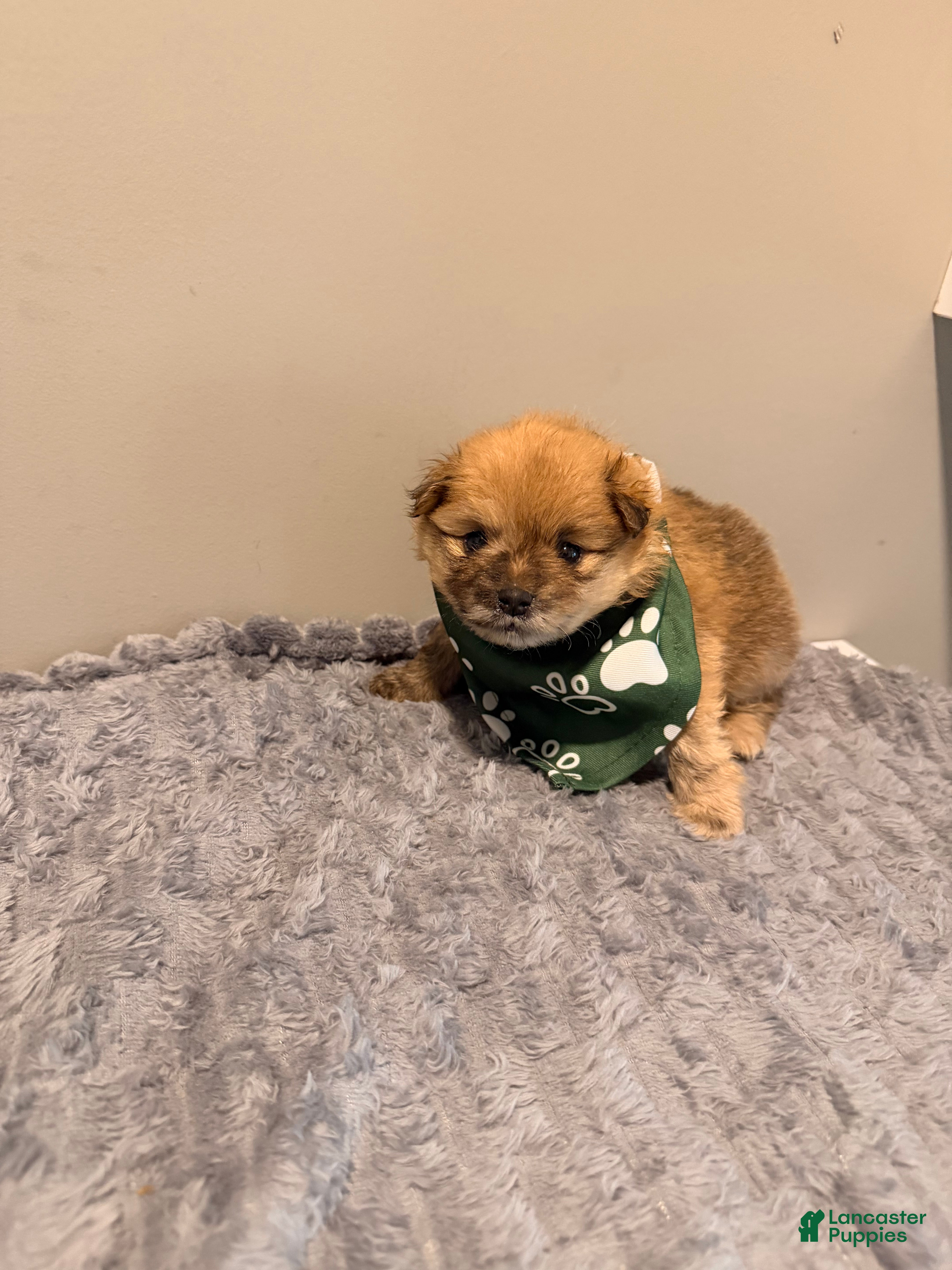 Pomeranian dogs Tigger - Ad 1