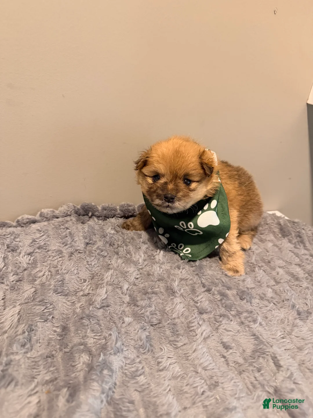 Pomeranian dogs for sale: Tigger - Ad 1