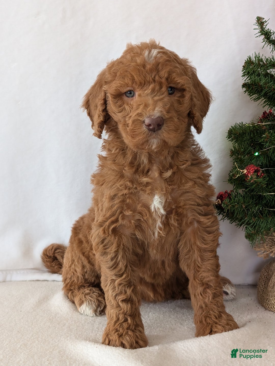 Goldendoodle dogs for sale: Miss Gracie  - Ad 6
