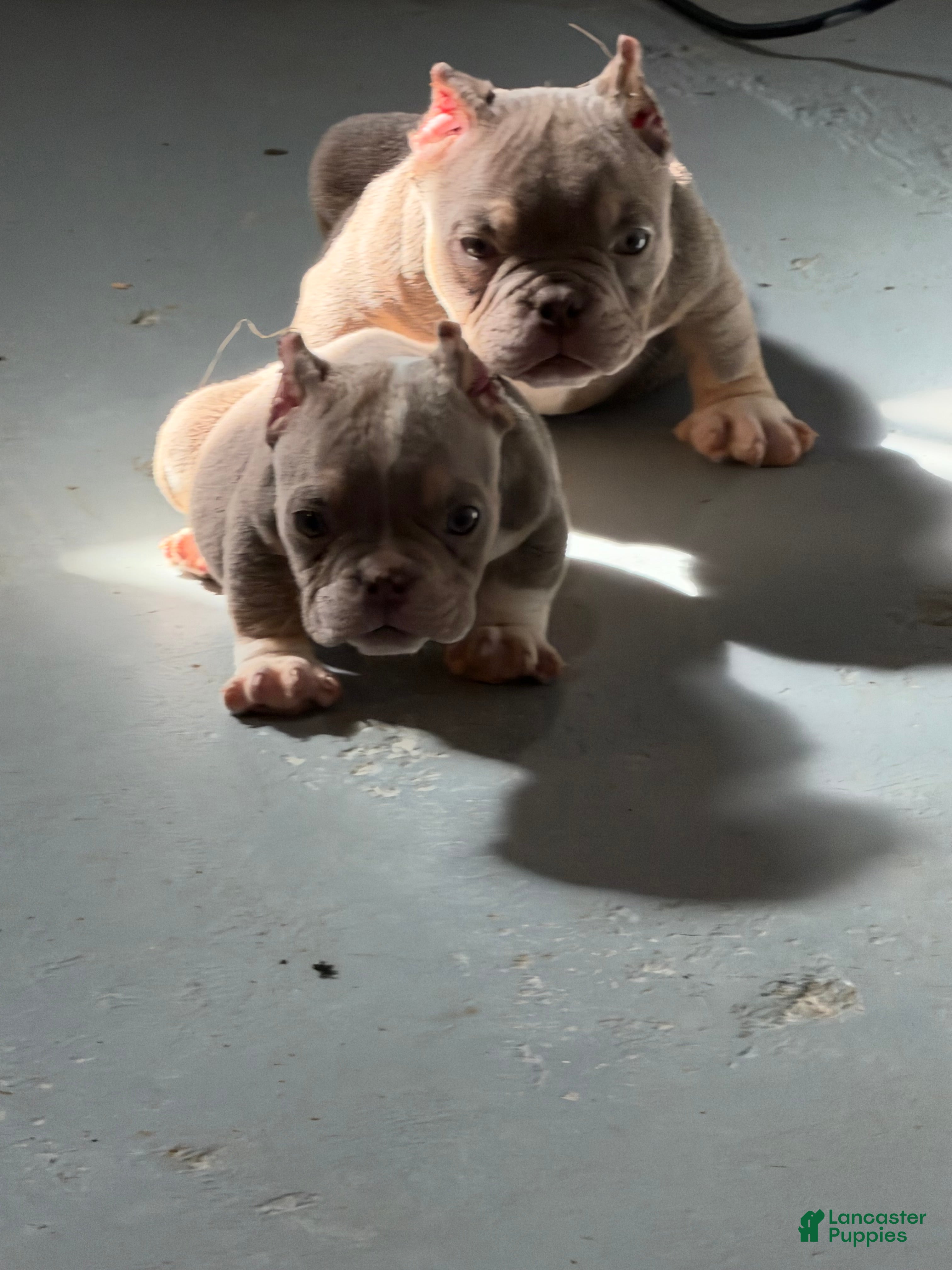 American Bully dogs Sapphire - Ad 2