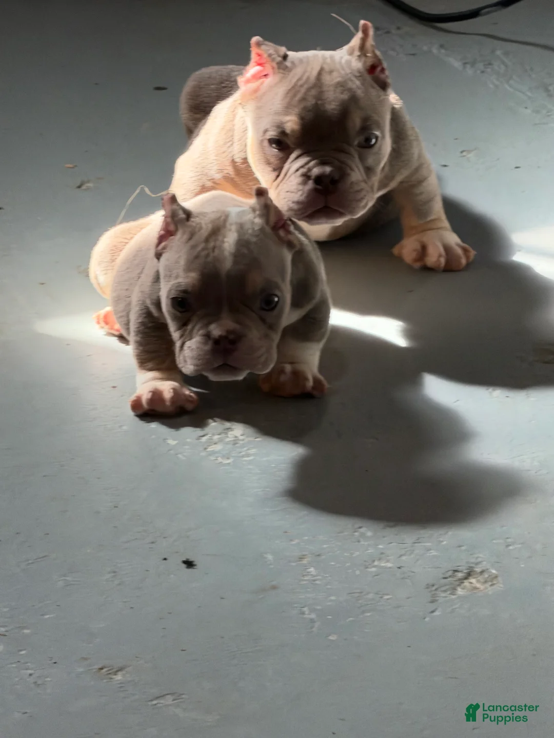 American Bully dogs for sale: Sapphire - Ad 1