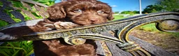 Havapoo dogs for sale: Cookie - Ad 4