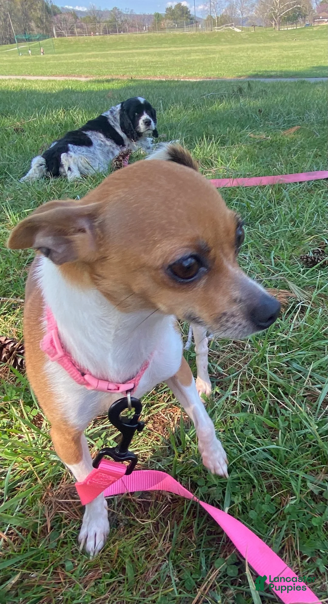 Chihuahua dogs for sale: Chihuahua 3 - Ad 2