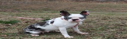 Boston Terrier dogs for sale: Cinnamon - Ad 6