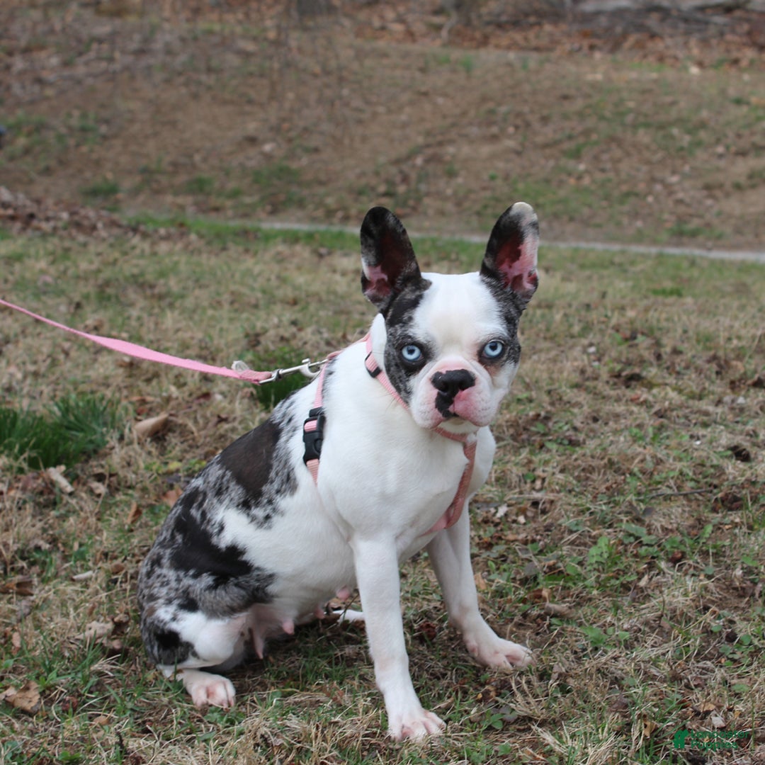 Boston Terrier dogs for sale: Cinnamon - Ad 6