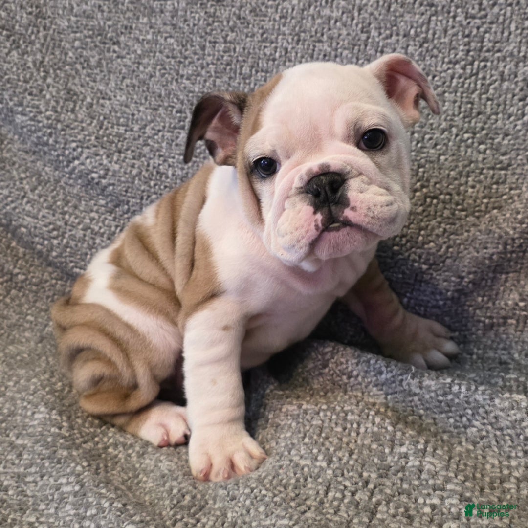 English Bulldog dogs for sale: Adrian - Ad 2