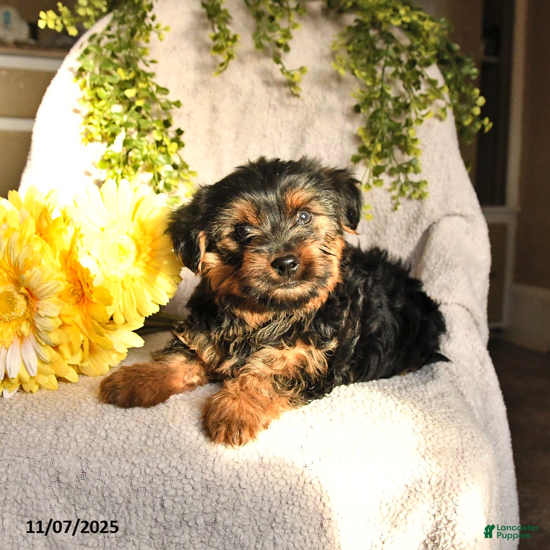Yorkshire Terrier dogs for sale: Bandit - Ad 2