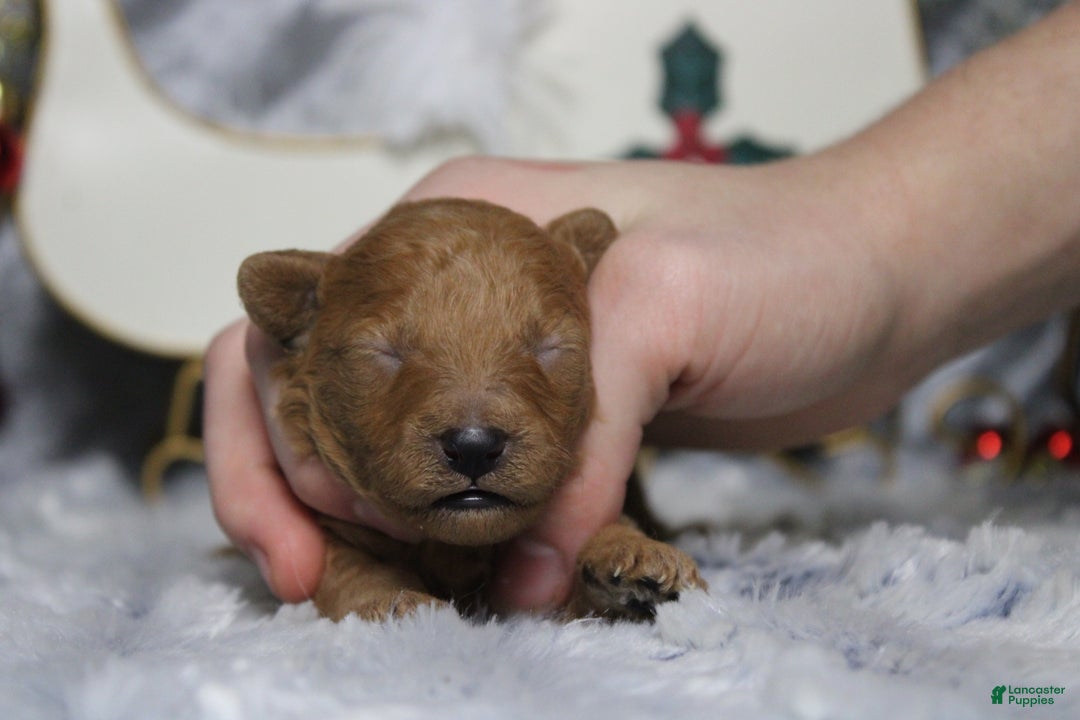 Toy Poodle dogs for sale: Ruby - Ad 3