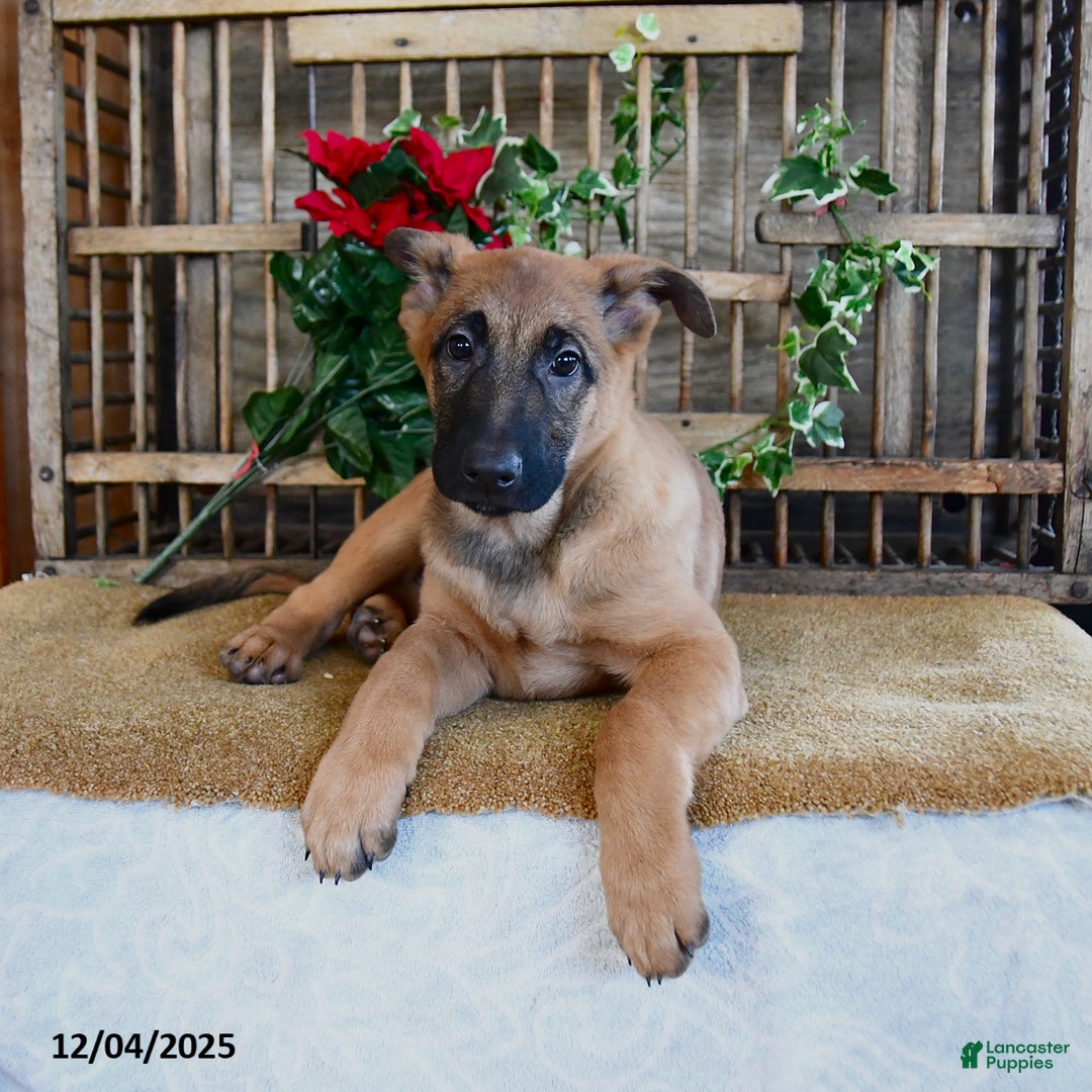 Mixed Breed dogs for sale: Omelet  - Ad 3