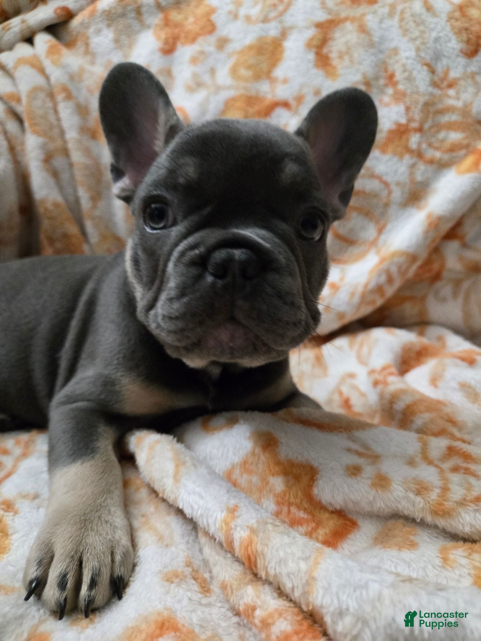 French Bulldog dogs Yokey bear - Ad 27