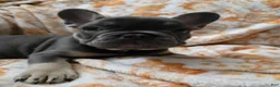 French Bulldog dogs for sale: Yokey bear - Ad 1