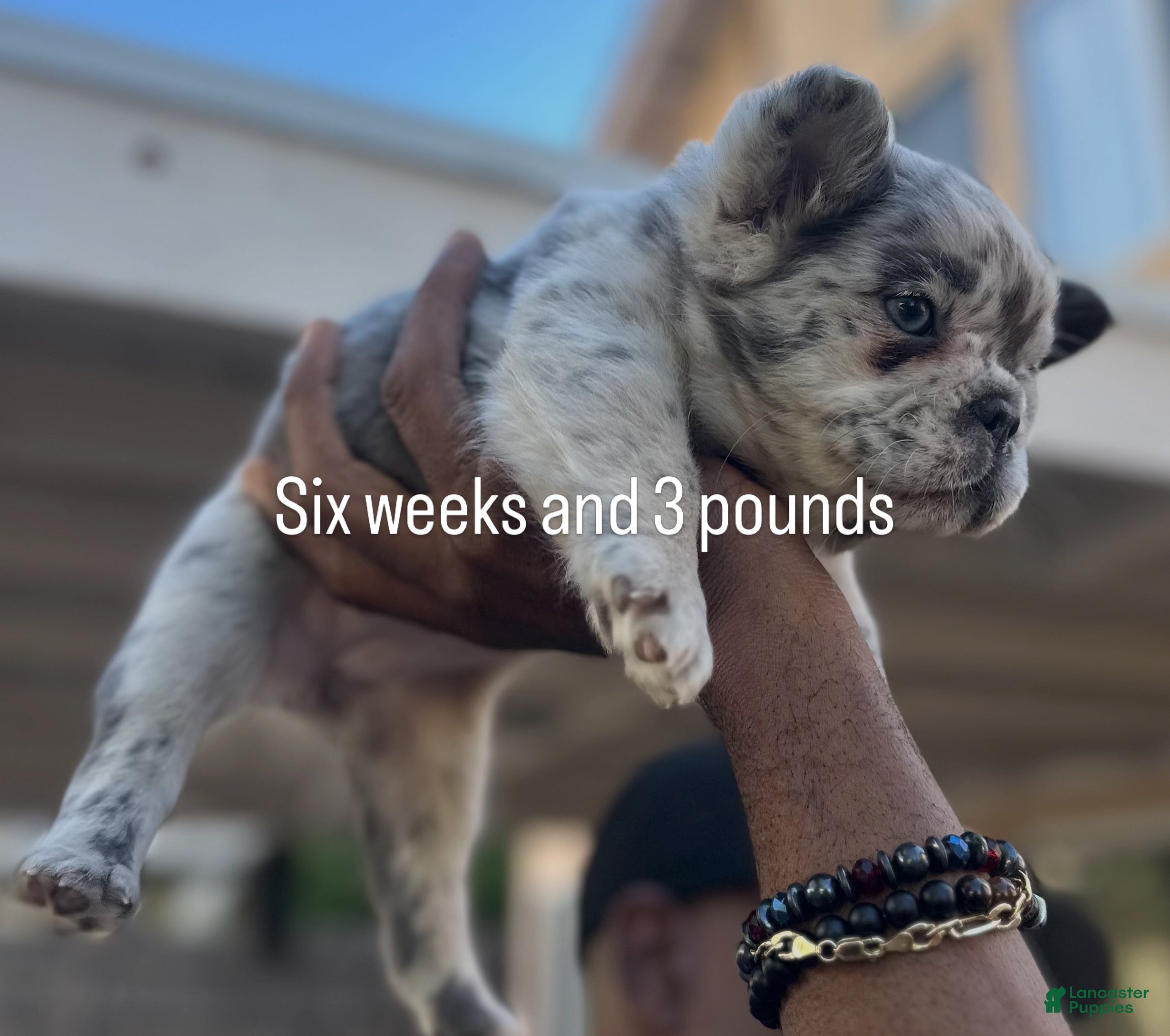 French Bulldog dogs Naomi - Ad 1