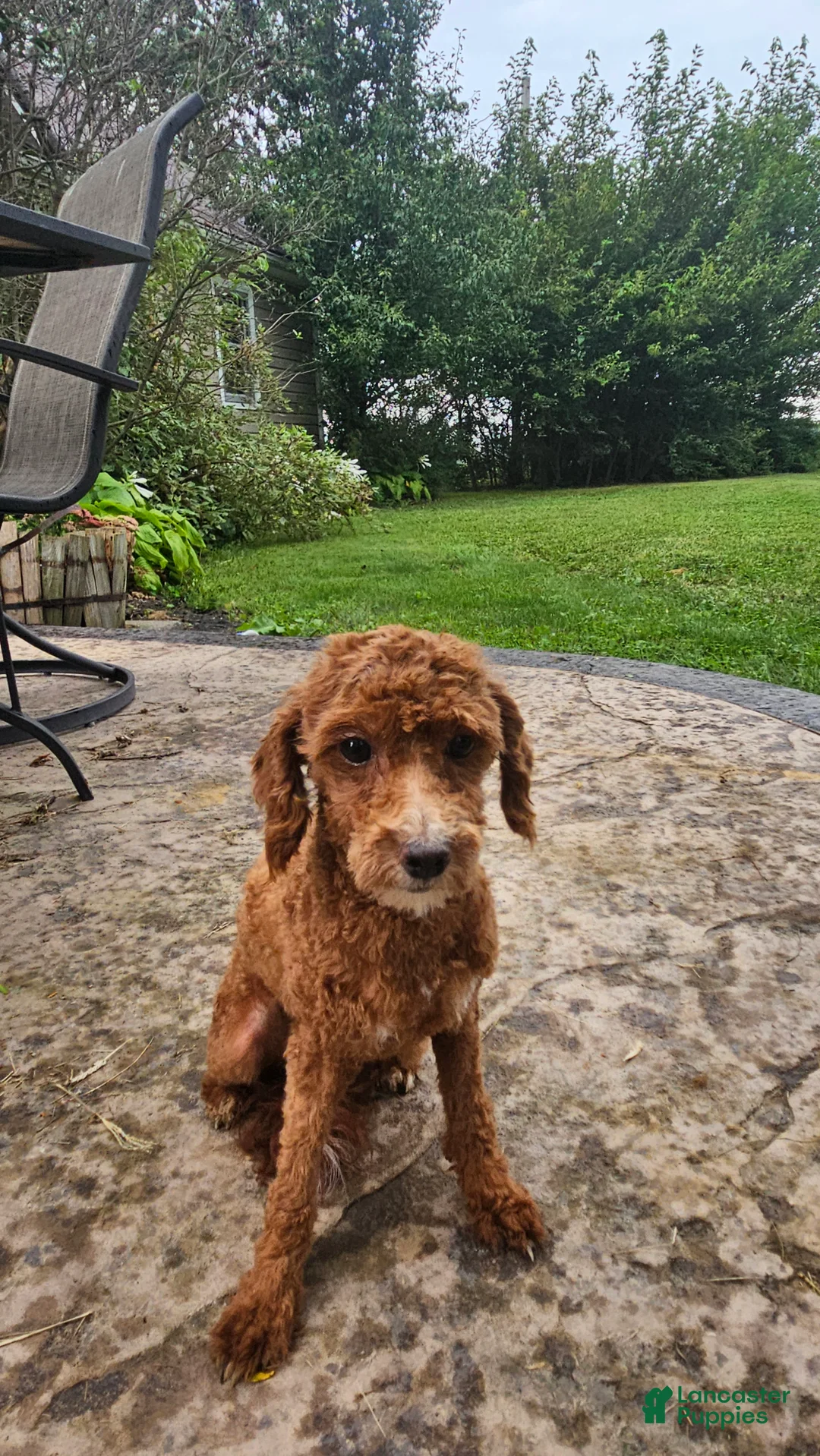 Toy Poodle dogs for sale: Macy - Ad 2
