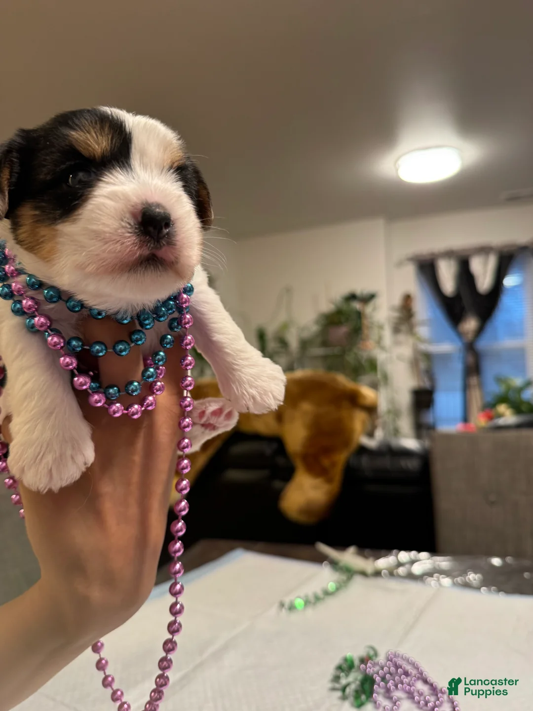 Yorkshire Terrier dogs for sale: Yorkshire Terrier Puppy 3 - Ad 2