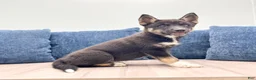 Mixed Breed dogs for sale: Rocky - Ad 3