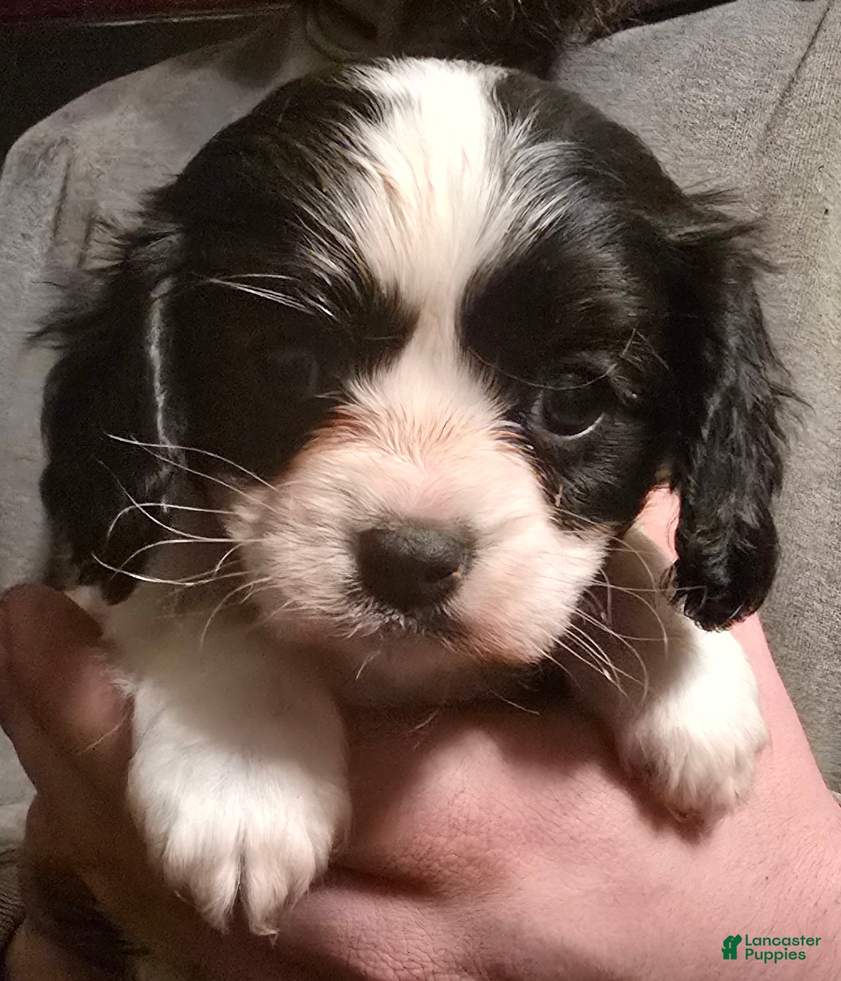Cavalier King Charles Spaniel dogs Prince - Ad 3