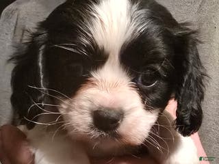 Cavalier King Charles Spaniel dogs Prince - Ad 38