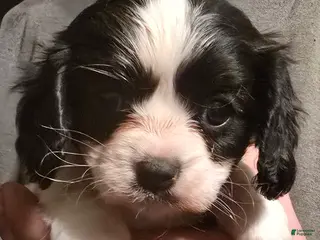 Cavalier King Charles Spaniel dogs Prince - Ad 15