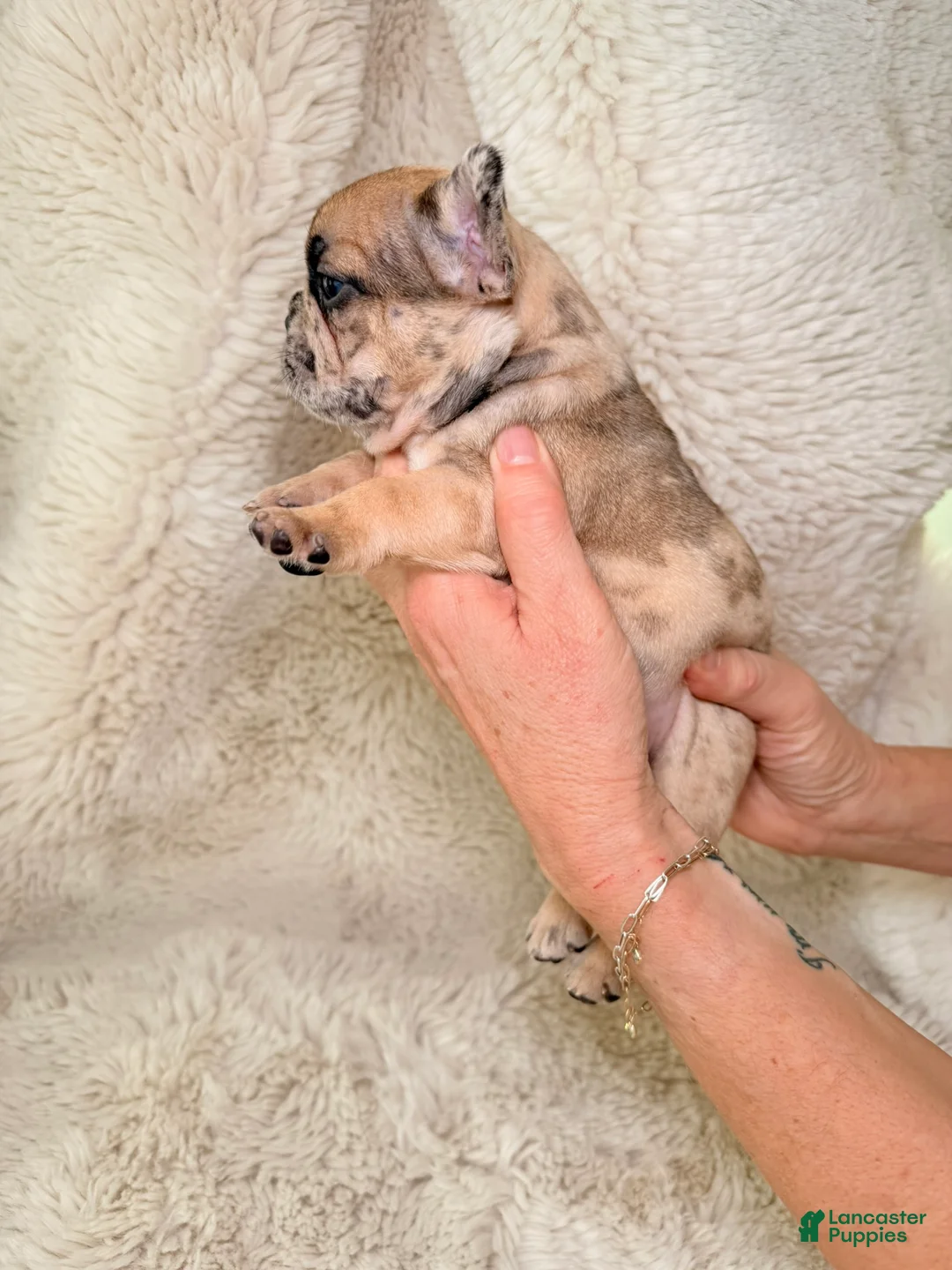 French Bulldog dogs for sale: Giselle - Ad 6