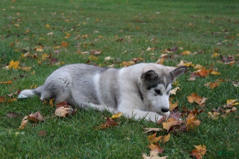 Alaskan Malamute dogs Gem - Ad 2