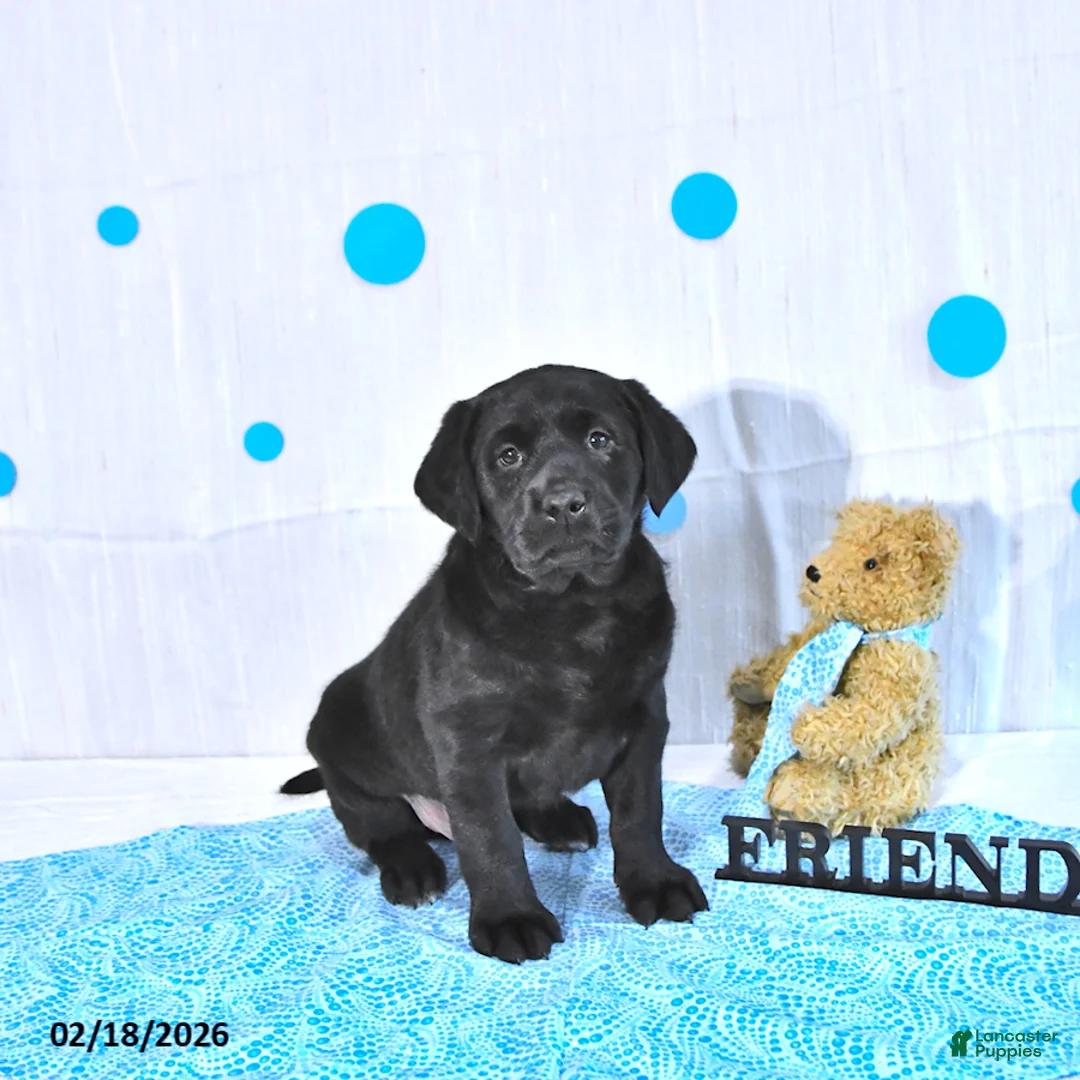 Labrador Retriever dogs for sale: Parker - Ad 3