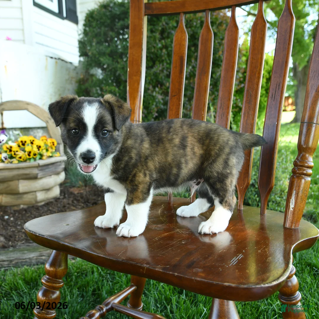 Mixed Breed dogs for sale: Jayce - Ad 3