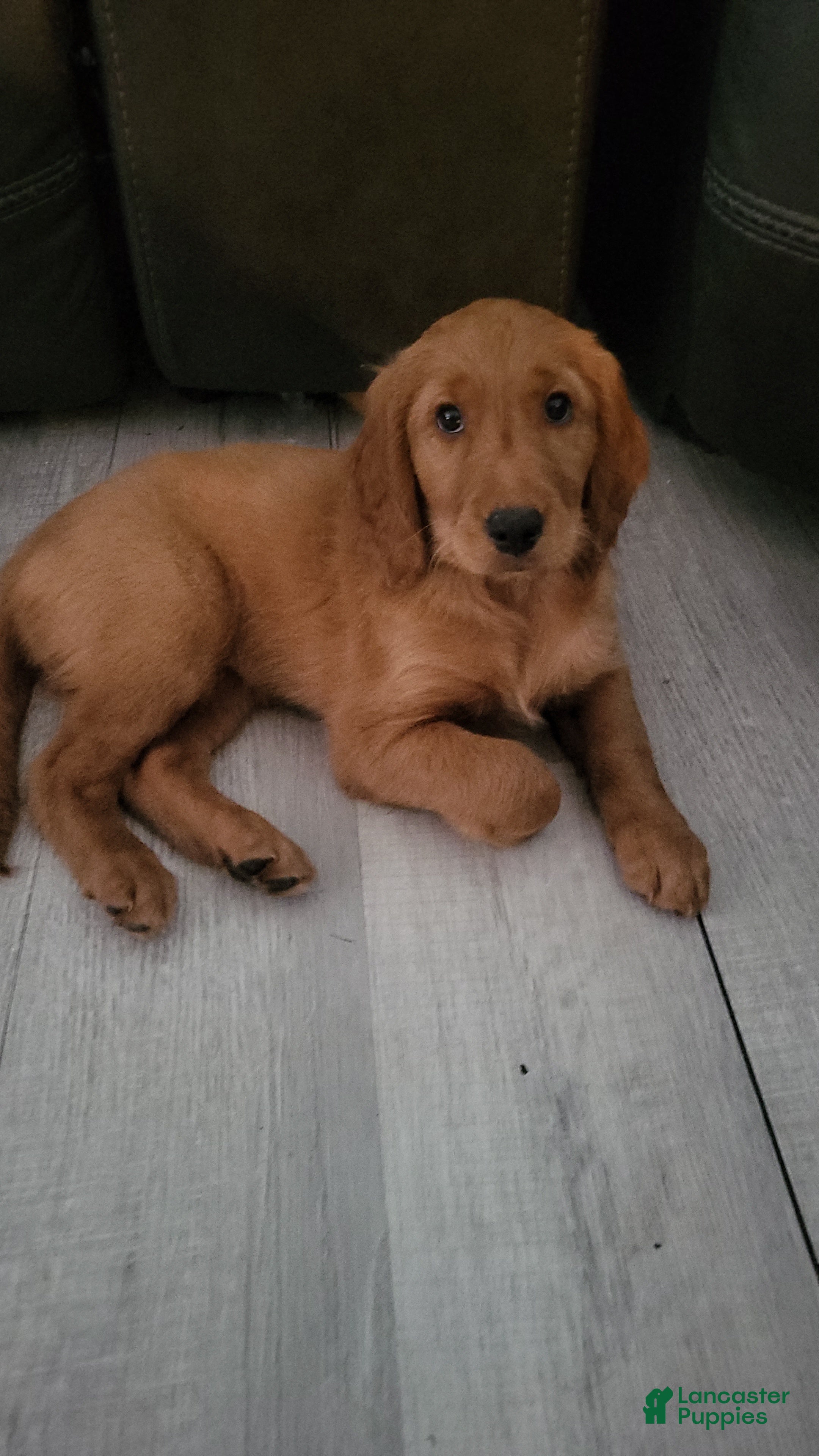 Mixed Breed dogs Mia - Irish Goldendoodle  - Ad 1