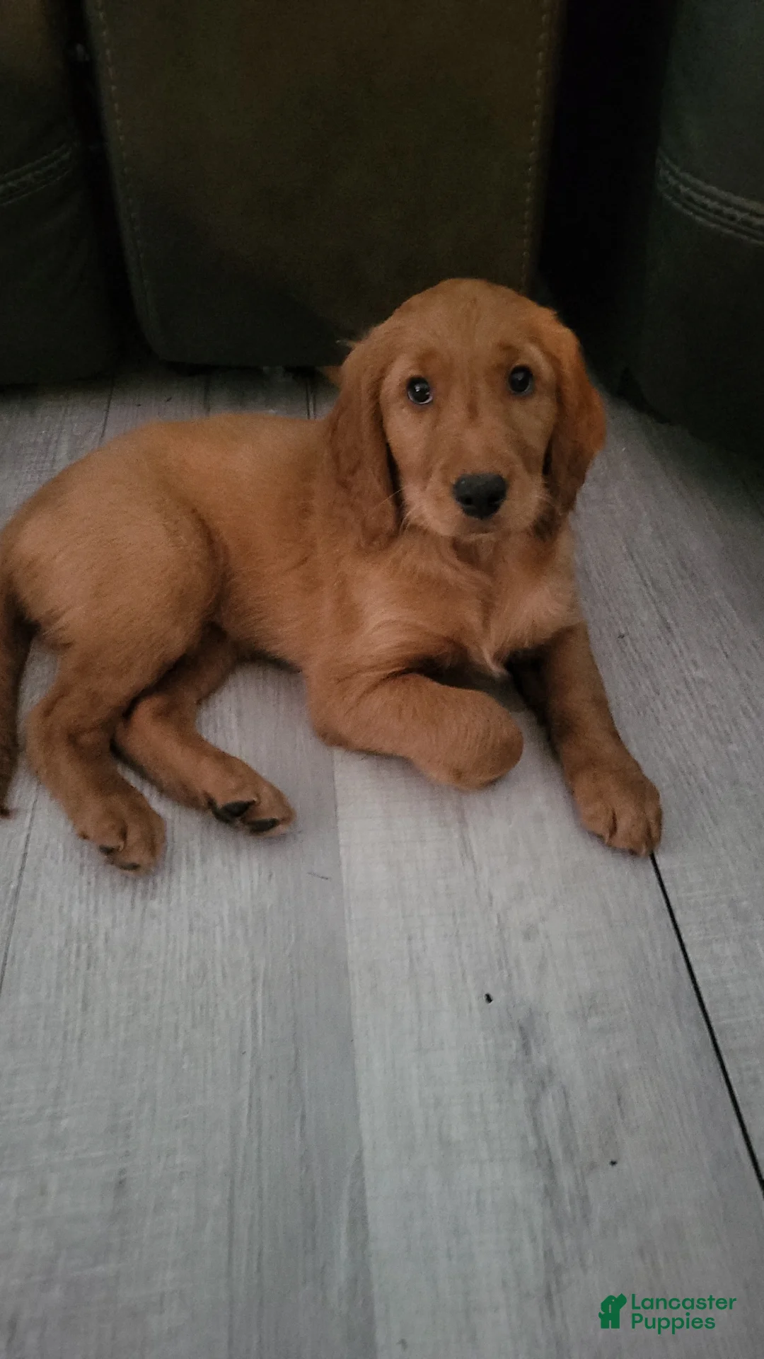 Mixed Breed dogs for sale: Mia - Irish Goldendoodle  - Ad 2