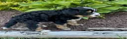 Mini Bernedoodle dogs for sale: Webster - Ad 4