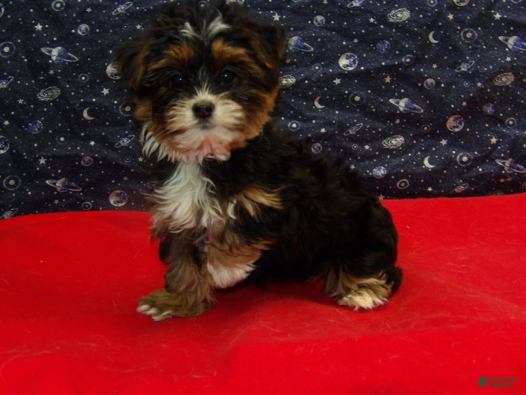 Shorkie dogs for sale: Juniper - Ad 2