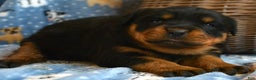 Rottweiler dogs for sale: Rottweiler Puppy 4 Remy - Ad 2