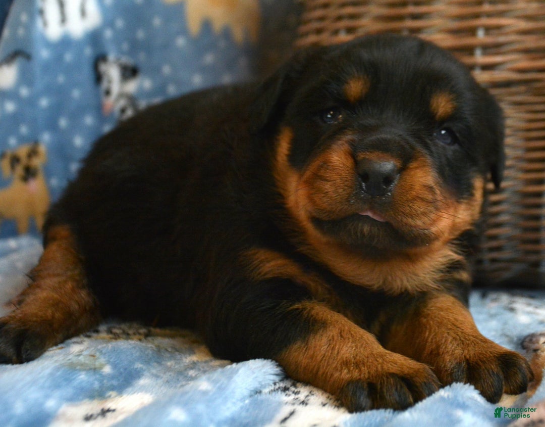 Rottweiler dogs for sale: Rottweiler Puppy 4 Remy - Ad 2