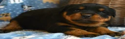 Rottweiler dogs for sale: Rottweiler Puppy 4 Remy - Ad 8