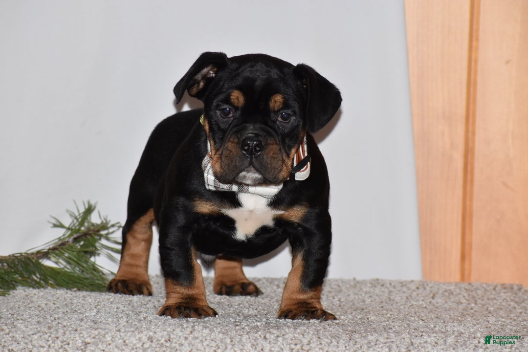 Mixed Breed dogs for sale: Buddy - Ad 1