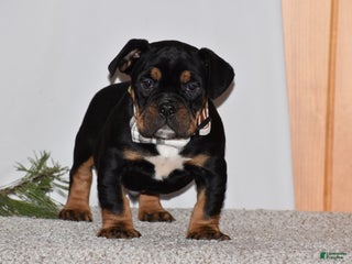 Mixed Breed dogs Buddy - Ad 8