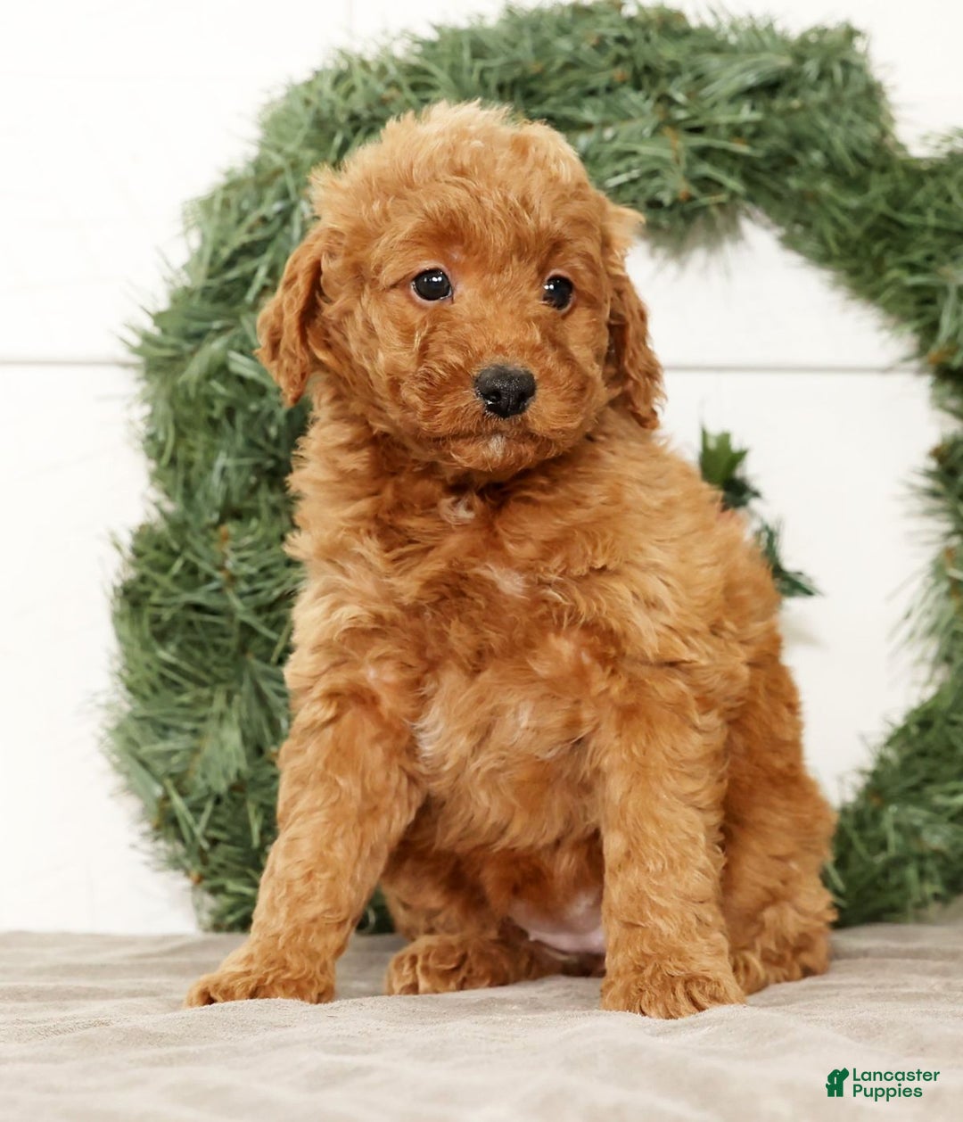 Mini Goldendoodle dogs for sale: Eden - Ad 3