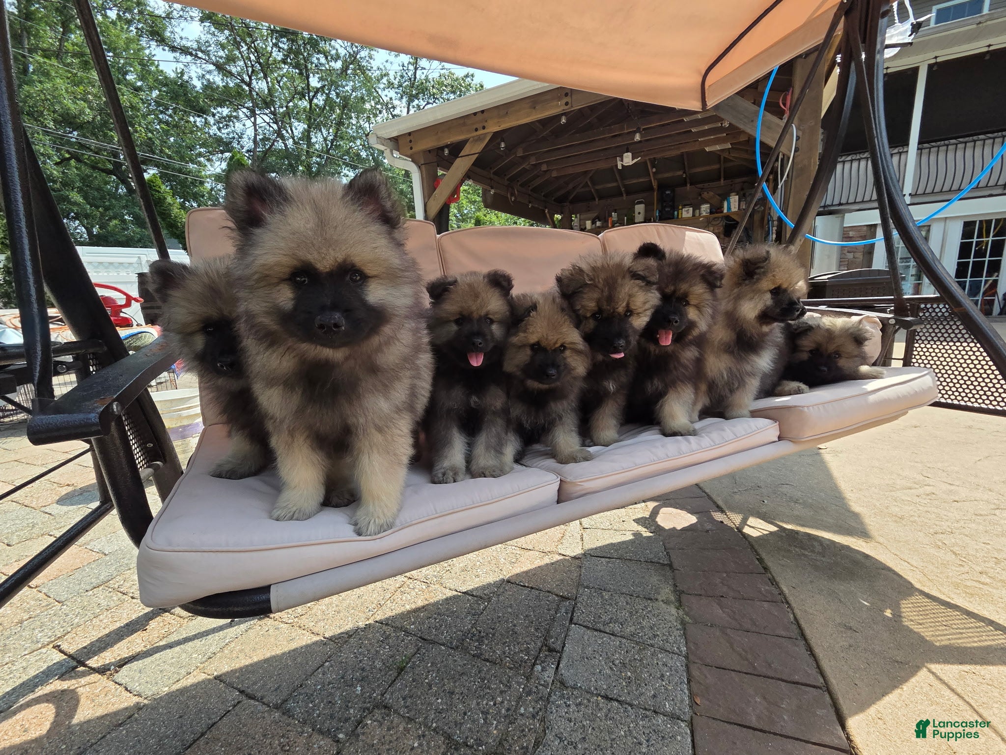 Keeshond dogs Bear - Ad 19