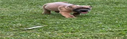 Cane Corso dogs for sale: Cane Corso 1 - Ad 34