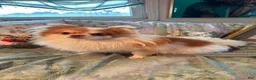Pomapoo dogs for sale: Pomapoo 1 - Ad 5