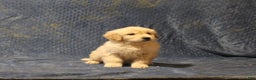 Golden Retriever dogs for sale: Chief - Ad 2