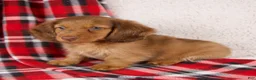 Dachshund dogs for sale: Evan - Ad 3