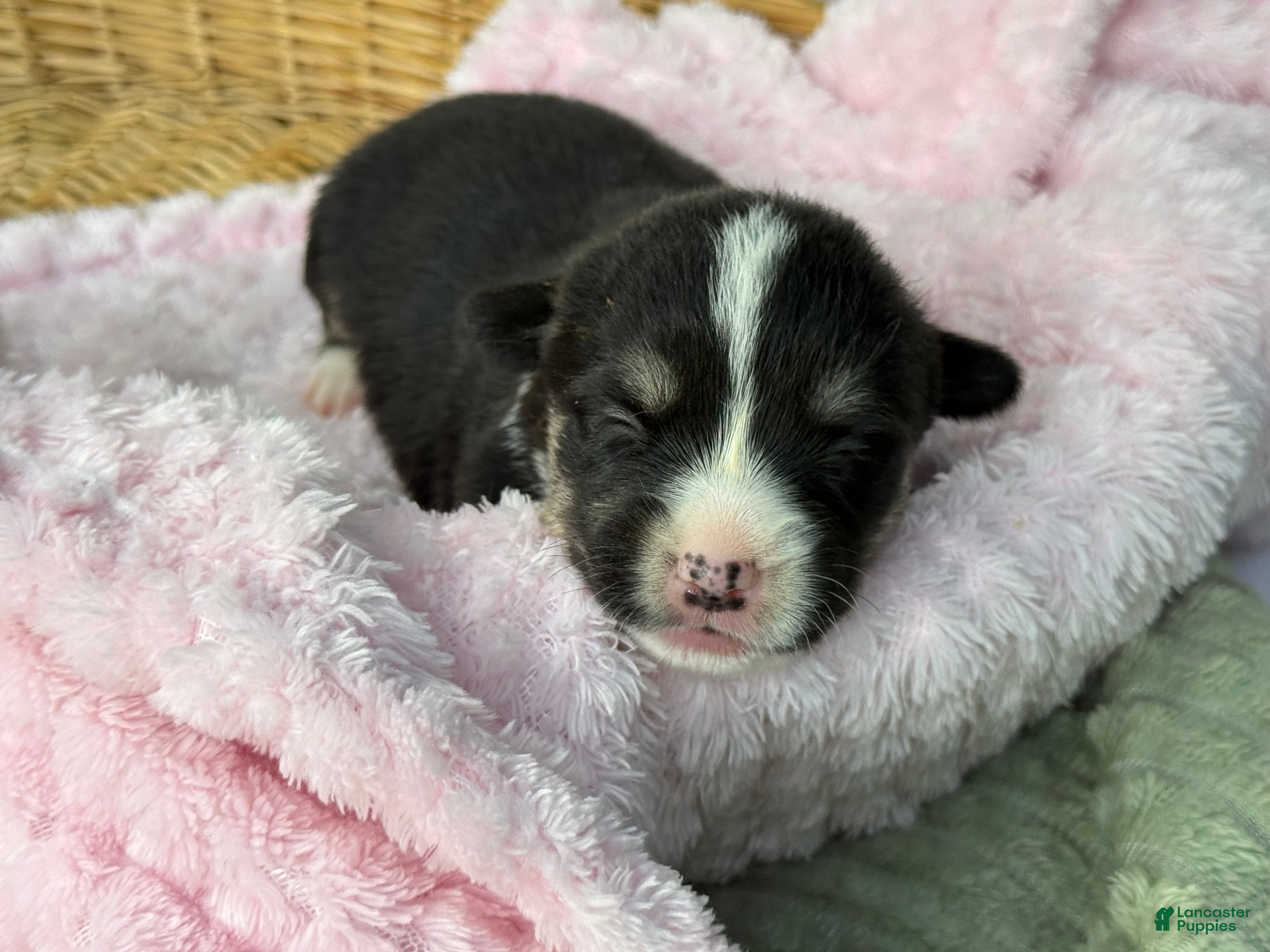 Mixed Breed dogs Black girl 2 - Ad 30